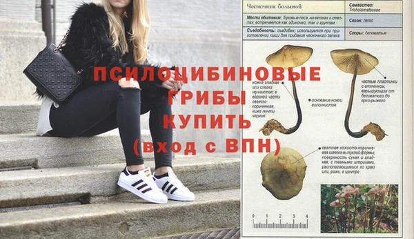 ГАЛЛЮЦИНОГЕННЫЕ ГРИБЫ Пересвет